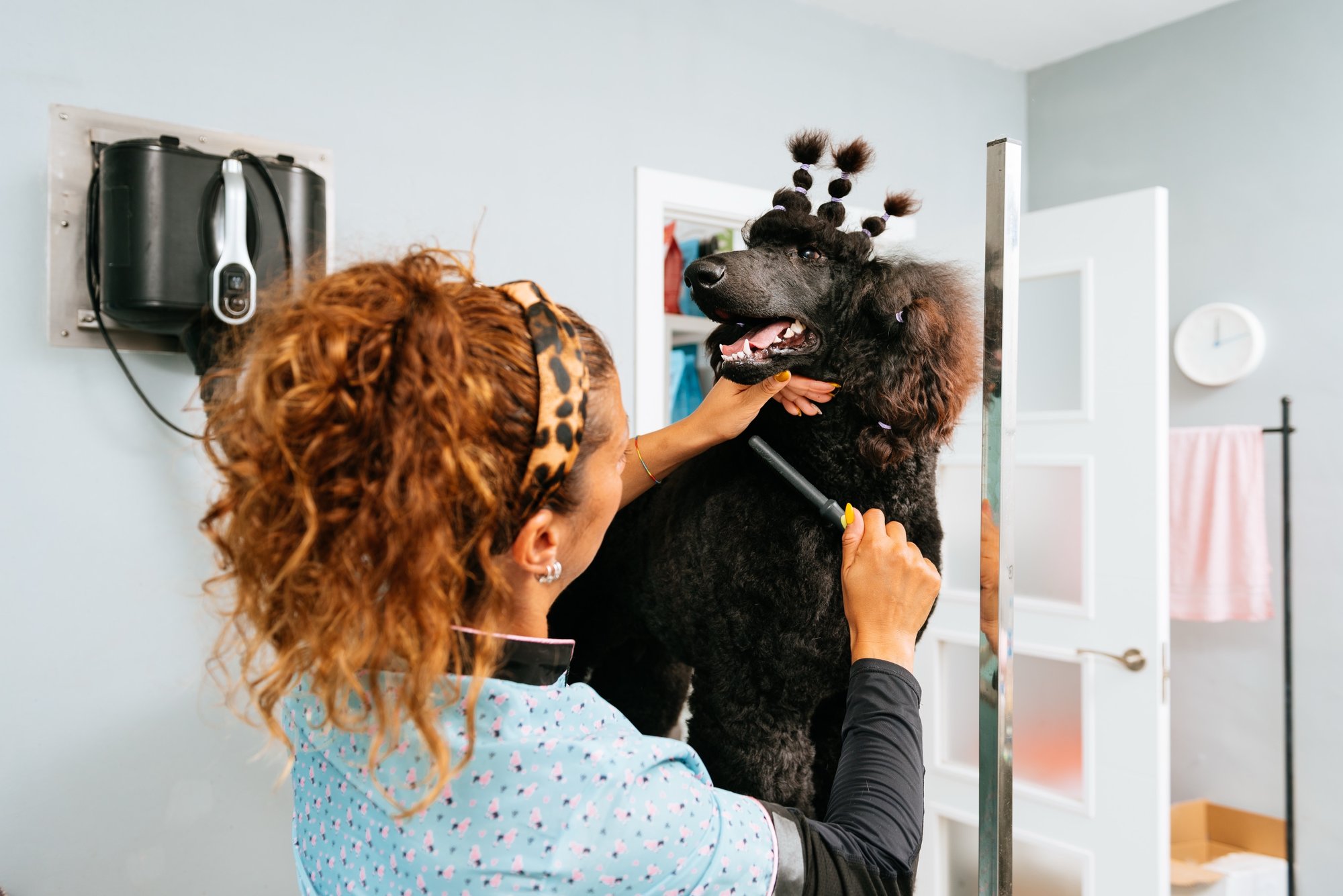 A wall of happy client dogs, freshly groomed