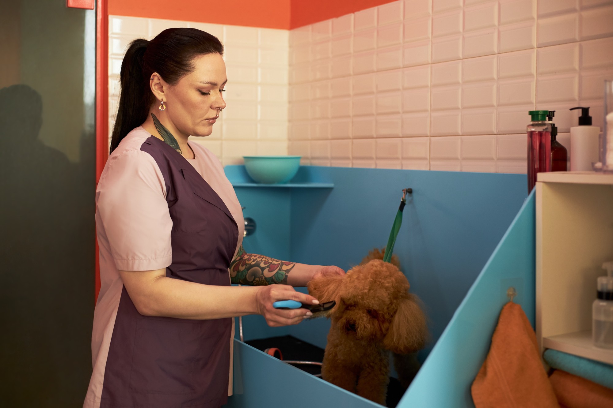 A wall of happy client dogs, freshly groomed