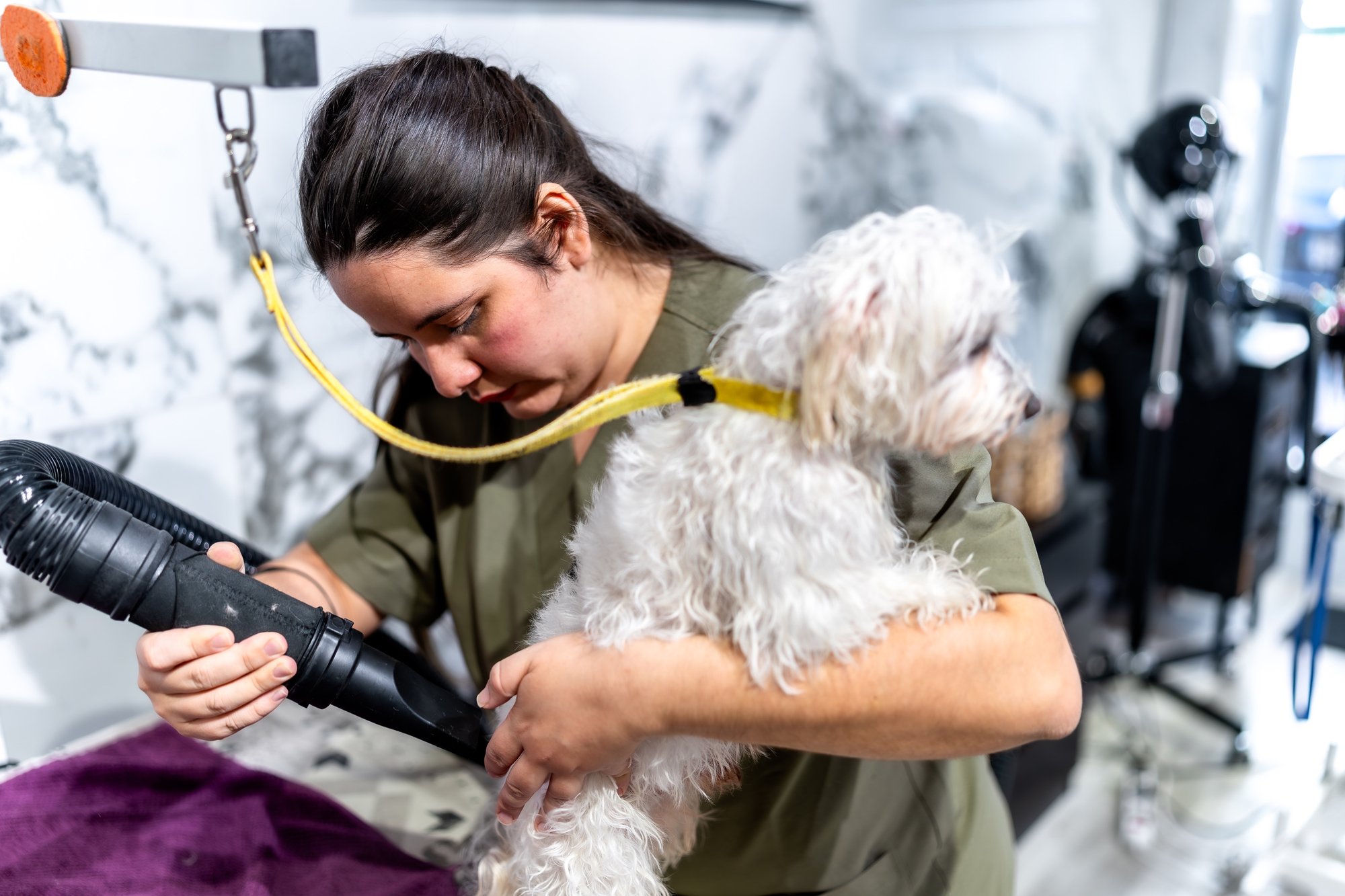 A freshly groomed dog on the table, bandana on, tail mid-wag — the calm result of a slow, fear-free groom