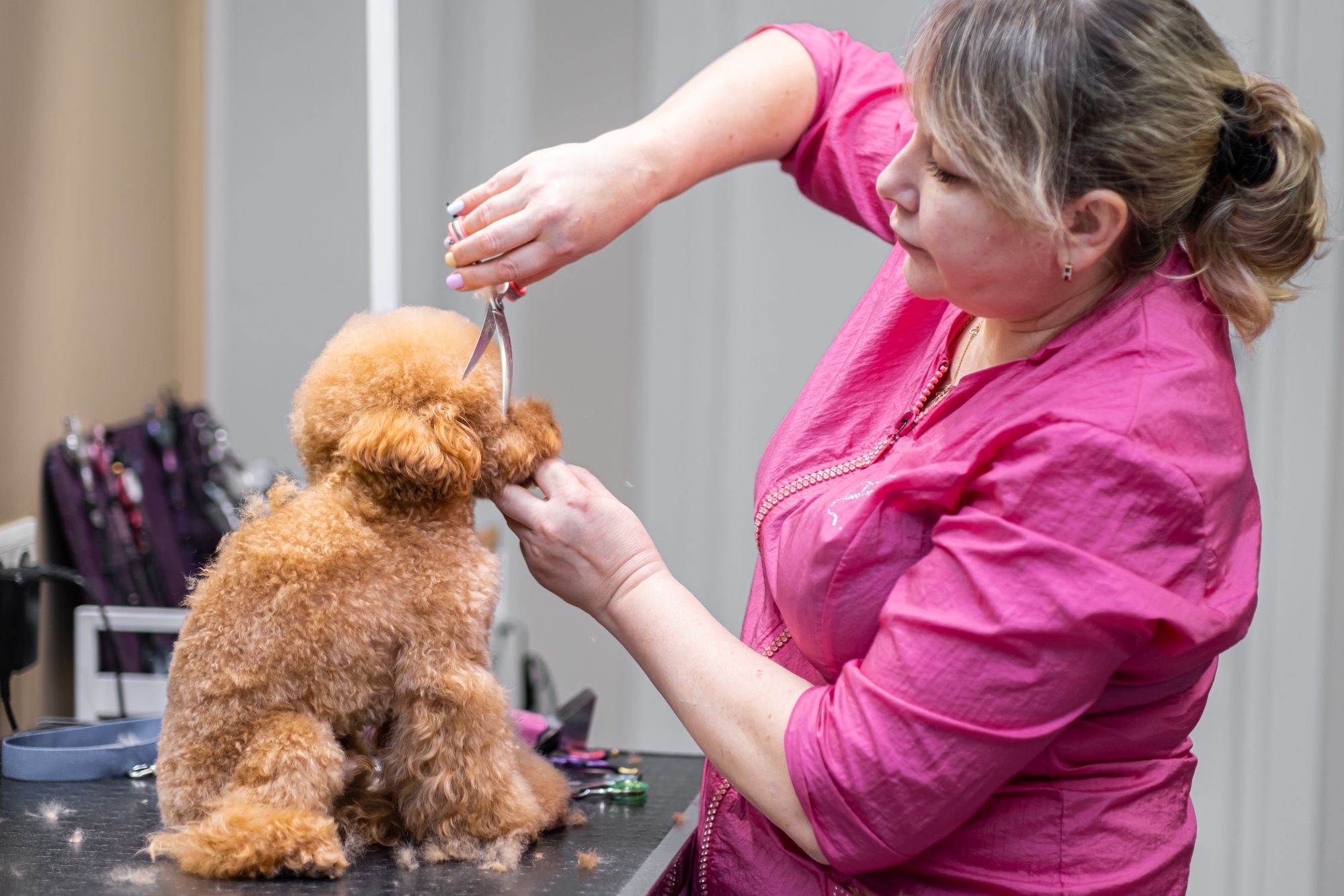 A wall of happy client dogs, freshly groomed