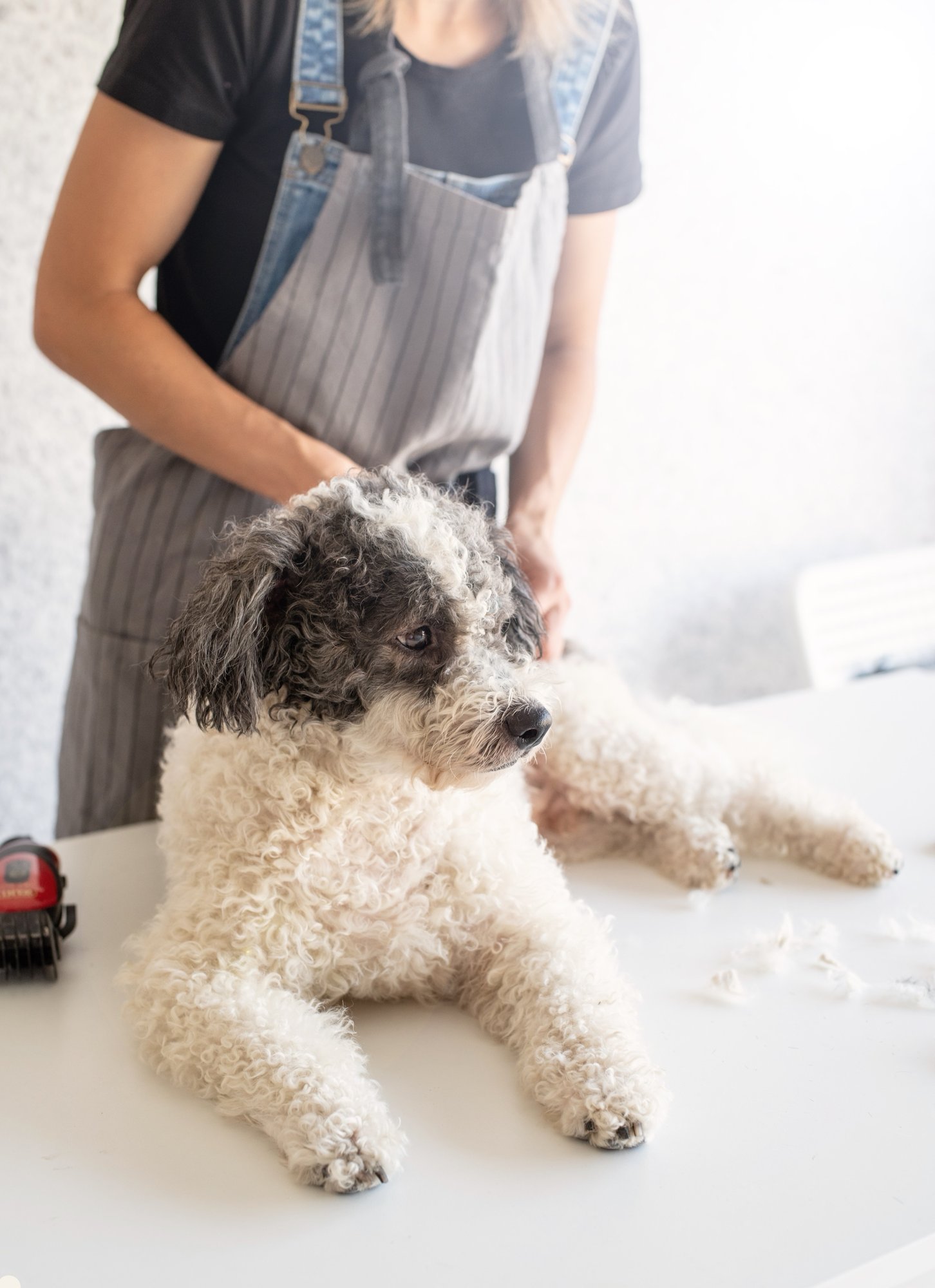 A freshly groomed dog on the table, bandana on, tail mid-wag